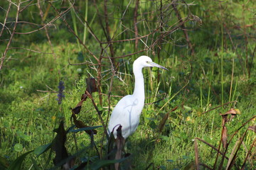 White Egret