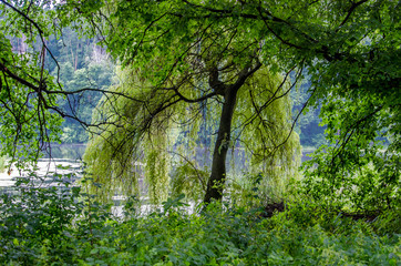 Fototapeta premium water, river, forest, tree, green, nature, lake, trees, stream, landscape, reflection, pond, summer, park, spring, wood, woods, grass, tranquil, leaf, beauty, outdoors, environment, sky, beautiful