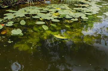 water, river, forest, tree, green, nature, lake, trees, stream, landscape, reflection, pond, summer, park, spring, wood, woods, grass, tranquil, leaf, beauty, outdoors, environment, sky, beautiful