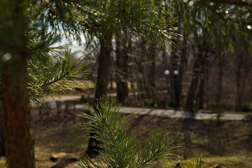 Fototapeta na wymiar Fir branches in a spring park.