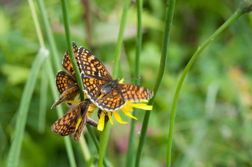 Wachtelweizen-Scheckenfalter