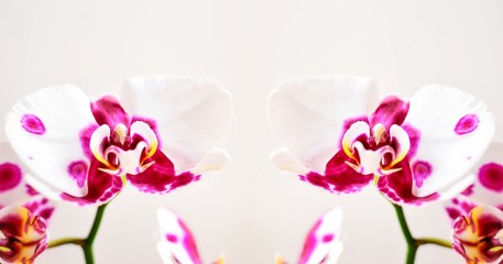 Fototapeta na wymiar Beautiful floral abstract background. Orchid flowers on a white background. Place for text. Banner of flowers. Double exposure. Tenderness.