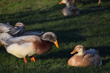 Overberger ducks