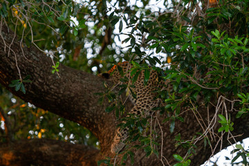 Leopard sleeping in tree