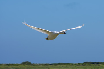 Fototapeta premium swan