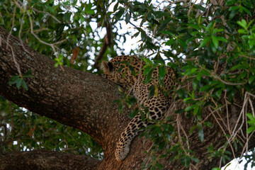 Fototapeta na wymiar Leopard sleeping in tree