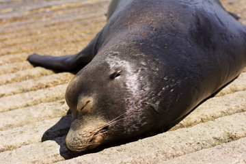 Sea lion basking in the sun. Sea lion lies.