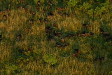 Herd of wildebeest in tall grass