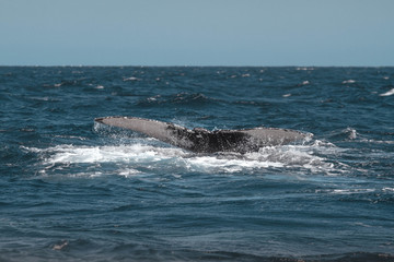 Fototapeta premium Humpback whale's tail. Whale closeup. San Jose del Cabo. Baja California Sur. Mexico. 