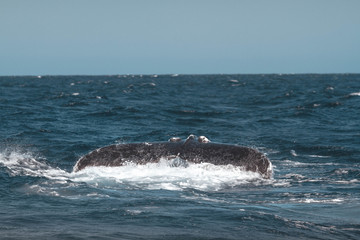 Fototapeta premium Humpback whale's tail. Whale closeup. San Jose del Cabo. Baja California Sur. Mexico. 