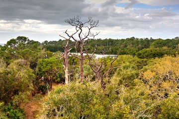 Florida Coastal Forest