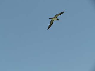 Watching the seagulls in the early spring morning