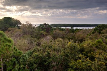 Fototapeta na wymiar Florida Coastal Forest