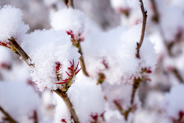 Snow on branch with red leaves in spring.