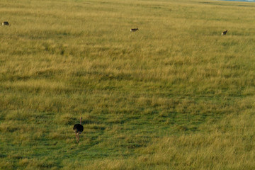 High angle view of ostrich running on the plains