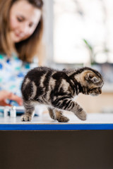 Good veterinarian holds a cat in his arms. Preventive examination of a cat in a veterinary clinic
