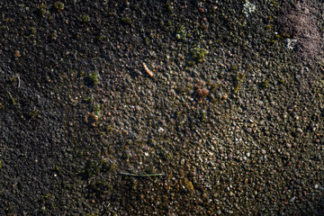 close up shot of a patch of dirt with a lot of contrast, natural lighting and accurate lifelike...