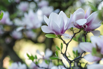 Fototapeta na wymiar Magnolia tree branch flowers on blurred background. Close up, selective focus.