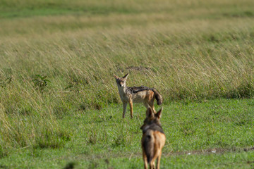 Jackals roaming the open plains