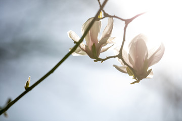 fleur-5