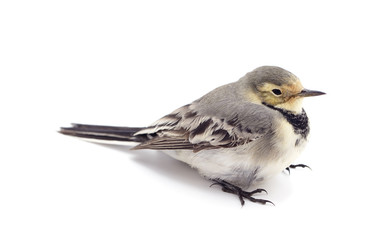 Little gray bird.