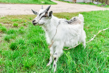 Obraz premium A young white goat grazes on green grass.