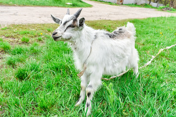 A young white goat grazes on green grass.