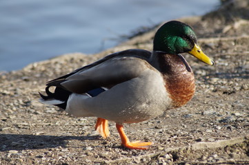 duck