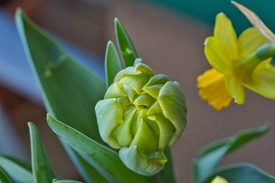 PrachtLilie Bilder Durchsuchen 831 Archivfotos, und