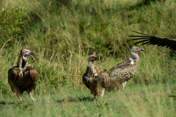 Vultures scavenging for food