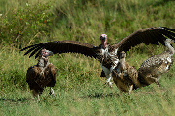 Vultures scavenging for food