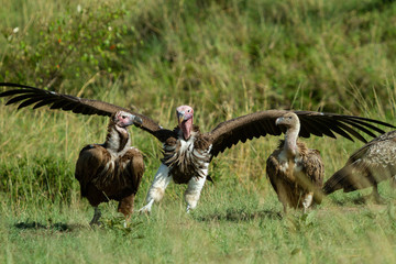 Vultures scavenging for food