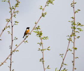 Saxicola rubicola (Cartaxo-comum) male songbird at spring in Braga, Portugal.