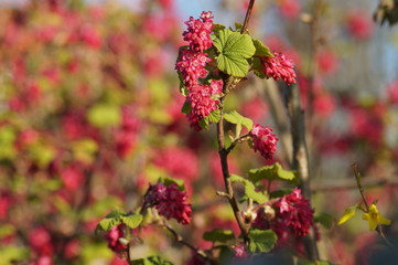 red flowers in the garden