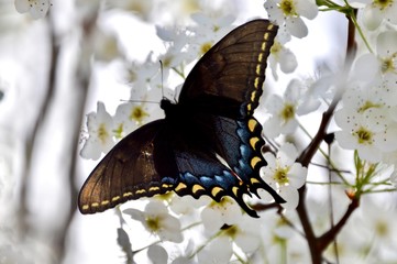 Fototapeta premium Black swallowtail butterfly on flower