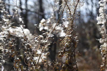 Nature closeup with white flowers
