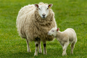 Naklejka na ściany i meble Lambing time in the Yorkshire Dales, England. Texel ewe with her young lamb, facing forward in green pasture land. Horizontal. Space for copy.