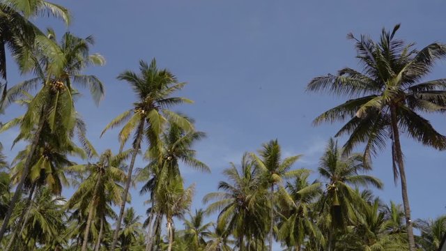 coconut palm trees on the blue sky background at the daylight