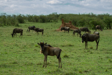 Naklejka na ściany i meble Wildebeest her on plains of kenya
