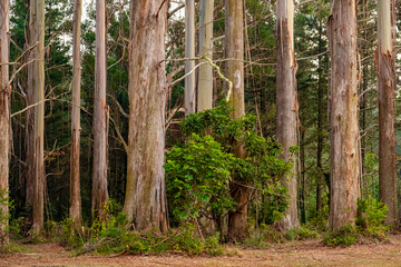 Tree trunks in a forest 