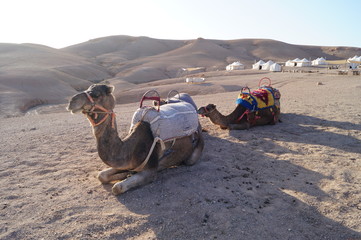 camel in morocco