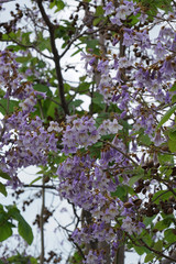 Lila blühender Baum im Frühling