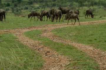 Naklejka na ściany i meble Wildebeest her on plains of kenya