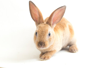 Cute red  brown rex rabbit isolated on white background