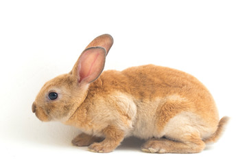 Cute red  brown rex rabbit isolated on white background