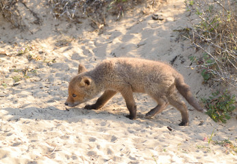 Young fox play in front of their burrow and watch the pasture world. The photo was taken in the Amsterdam water supply dunes in the Netherlands