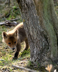 Young fox play in front of their burrow and watch the pasture world. The photo was taken in the Amsterdam water supply dunes in the Netherlands