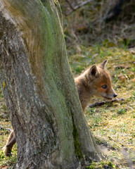 Young fox play in front of their burrow and watch the pasture world. The photo was taken in the Amsterdam water supply dunes in the Netherlands