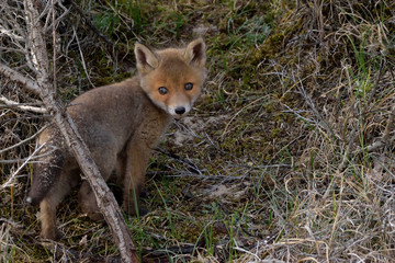 Young fox play in front of their burrow and watch the pasture world. The photo was taken in the Amsterdam water supply dunes in the Netherlands