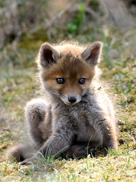 Young fox sitting in front of its burrow and staring into the distance. Photo taken in the AWD (Amsterdamse Waterleidingduinen), the Netherlands.